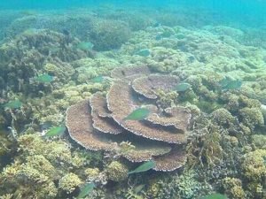 pulau tiga pantai pink